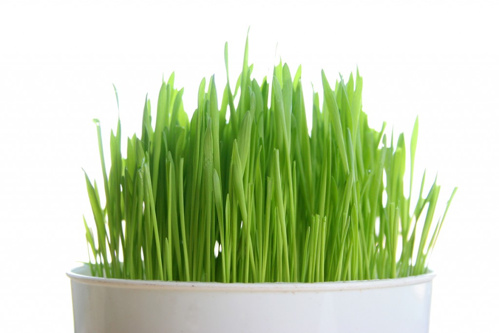 Thực phẩm chức năng Plant Enzyme Green Juice 3
